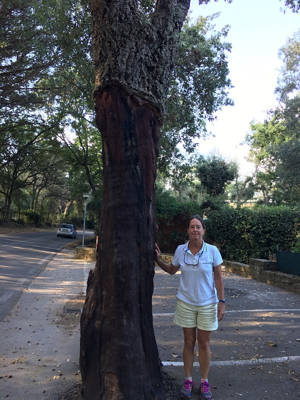 Cork Oak.small