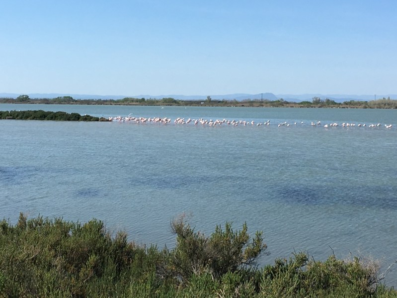 Flamingos.small