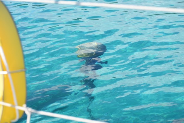 SubmergedMooring.small