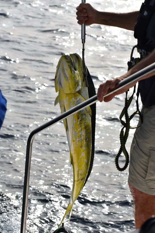 mahimahi.small