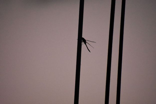 Dragonfly.small