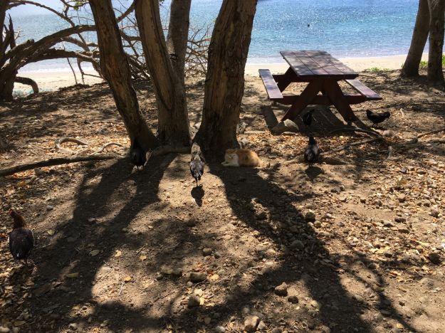 IletCabritCatChicken.small