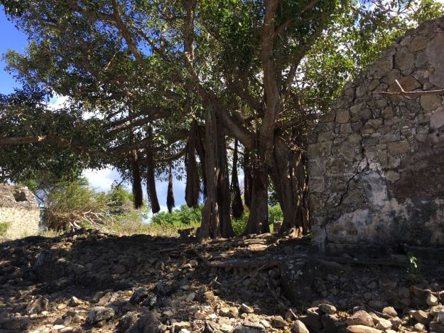 IletCabritTrees1.small