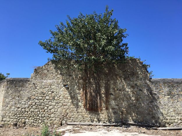 IletCabritTrees2.small