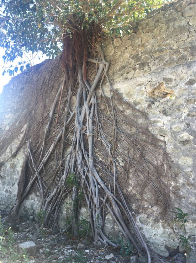 IletCabritTrees3.small